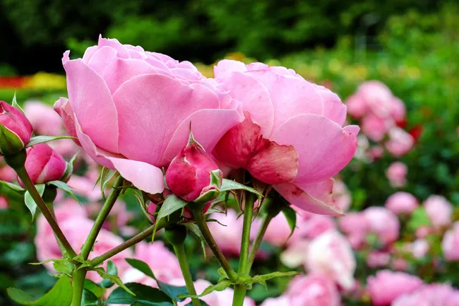 В чём польза подкормки роз дрожжами: выбирайте правильные пропорции, чтобы не навредить цветам