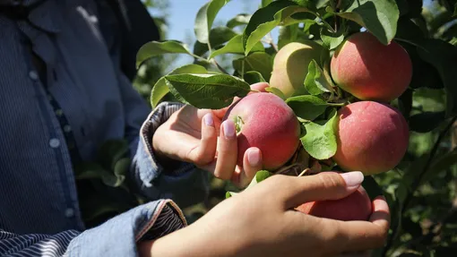 Как определить, что урожай яблок готов к снятию?
