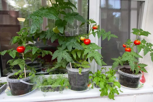 Как выращивают помидоры на балконе