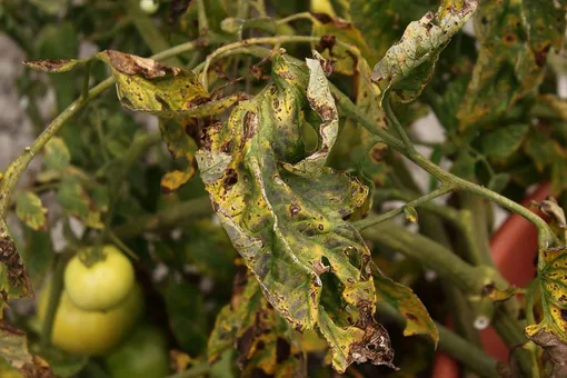 Фузариозное увядание томатов чаще всего поражает тепличные растения