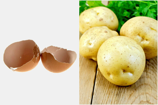 Сделанным своими руками удобрением из яичной скорлупы можно подкормить картофель