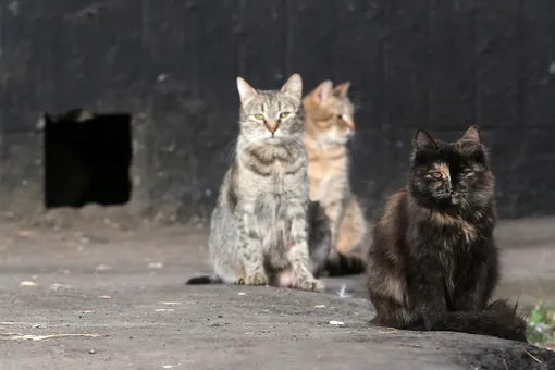 Житель Краснодара выбросил с четвертого этажа 15 кошек