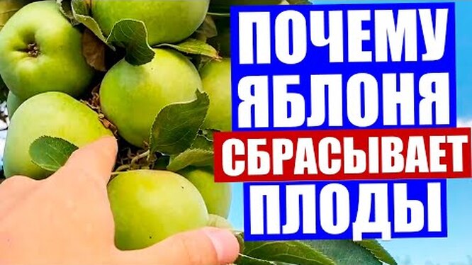 Почему яблоня сбрасывает плоды до их созревания?