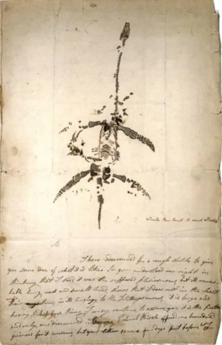 Письмо и рисунок Мэри Эннинг 1823 года объявляет об открытии ископаемого животного, теперь известного как плезиозавр.