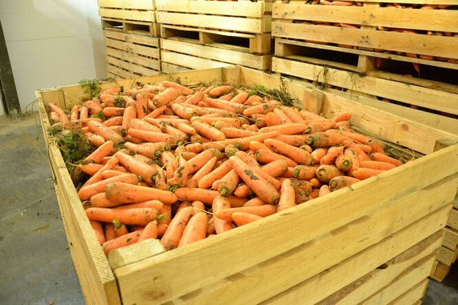 Как хранить морковь зимой в погребе правильно