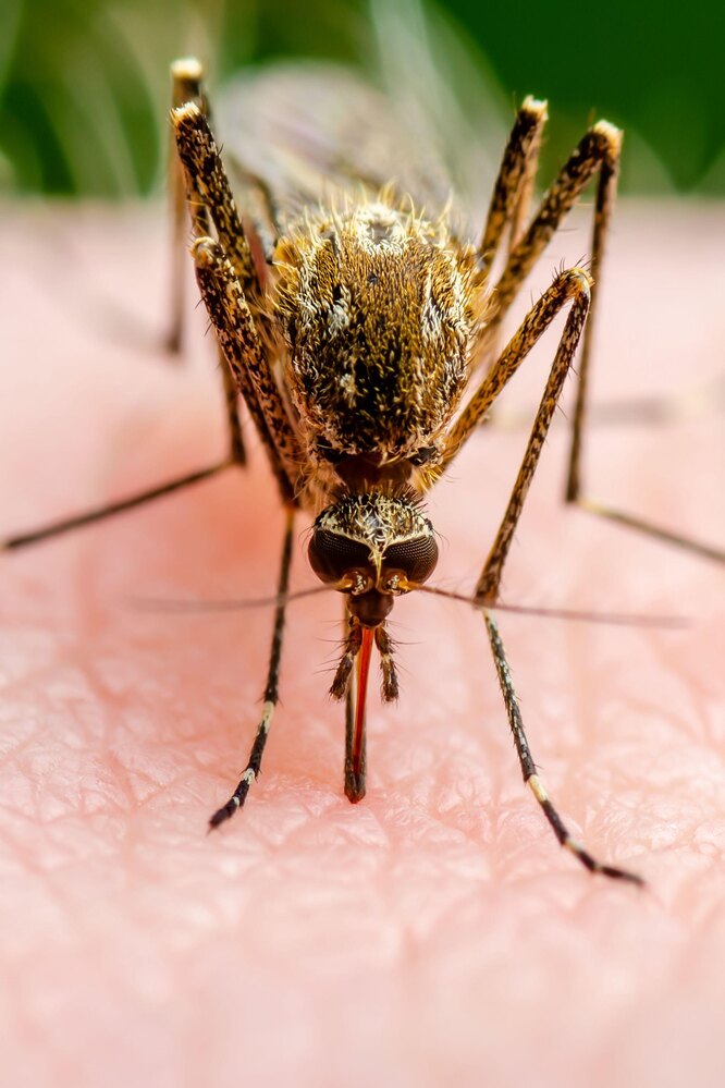 Как защититься на даче от комаров