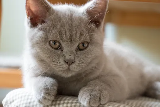 Хозяина 110 кошек выселили из квартиры: теперь волонтеры ищут им дом