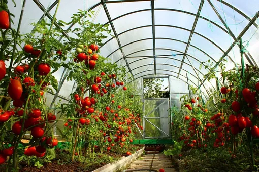 Условия для выращивания помидоров