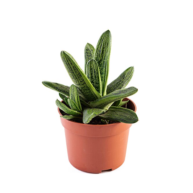 Gasteria