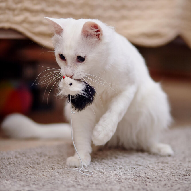 Кошка носит игрушку, потому что представляет, что у неё есть малыш