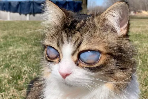 «Глаза — галактики»: слепой кот стал известен благодаря необычной внешности