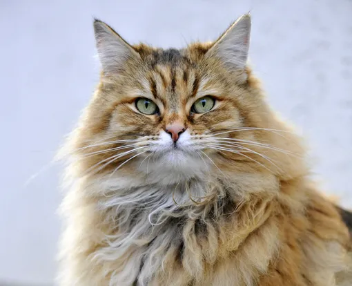 персидская кошка фото