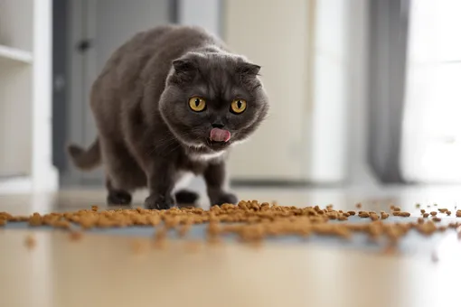 Почему кошка постоянно просит есть: 5 неочевидных причин