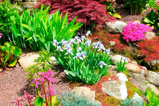 9 восхитительных растений для рокария: сказочный каменистый сад на вашем участке