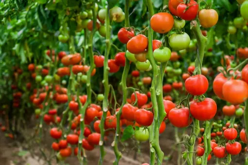 Преимущества индетерминантных томатов