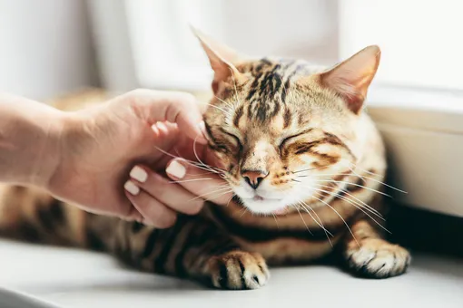 Взять голыми руками — 7 пород кошек, которые считаются самыми ручными