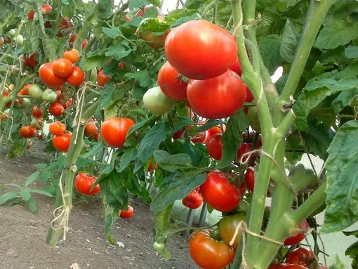 Пасынкование томатов: частые ошибки