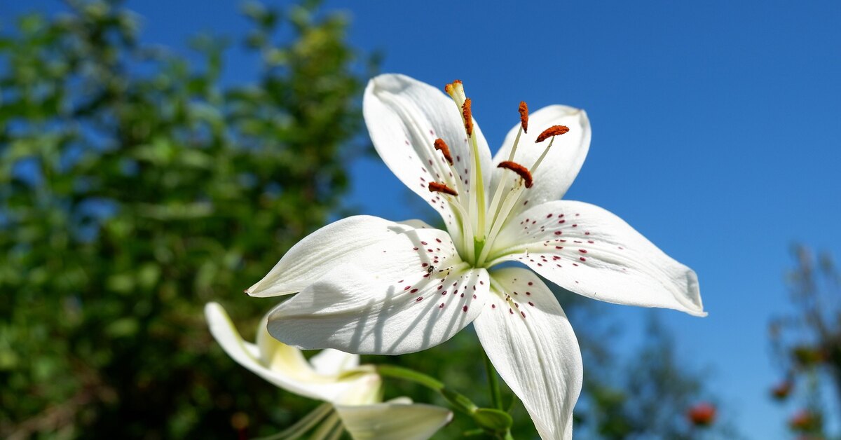 Как правильно сажать лилии в открытый грунт - полезные советы для весны и осени Посадка лилий в открытый грунт: рекомендации на весну и осень