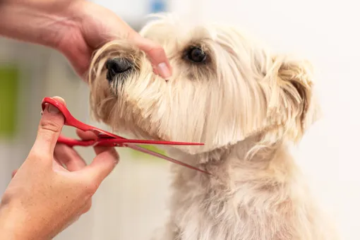 Как подстричь собаку у грумера: выбор грумера для собаки по совету кинолога