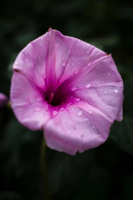 Виды лунного цветка: Ipomoea leptophylla