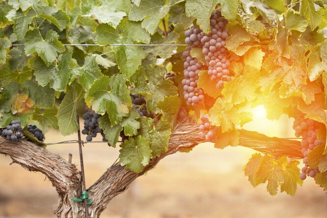 Уход за виноградом в октябре-ноябре: пошаговая инструкция