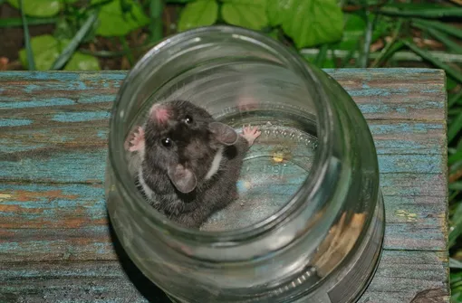 Ловушка из стеклянной банки для отлова мышей и крыс