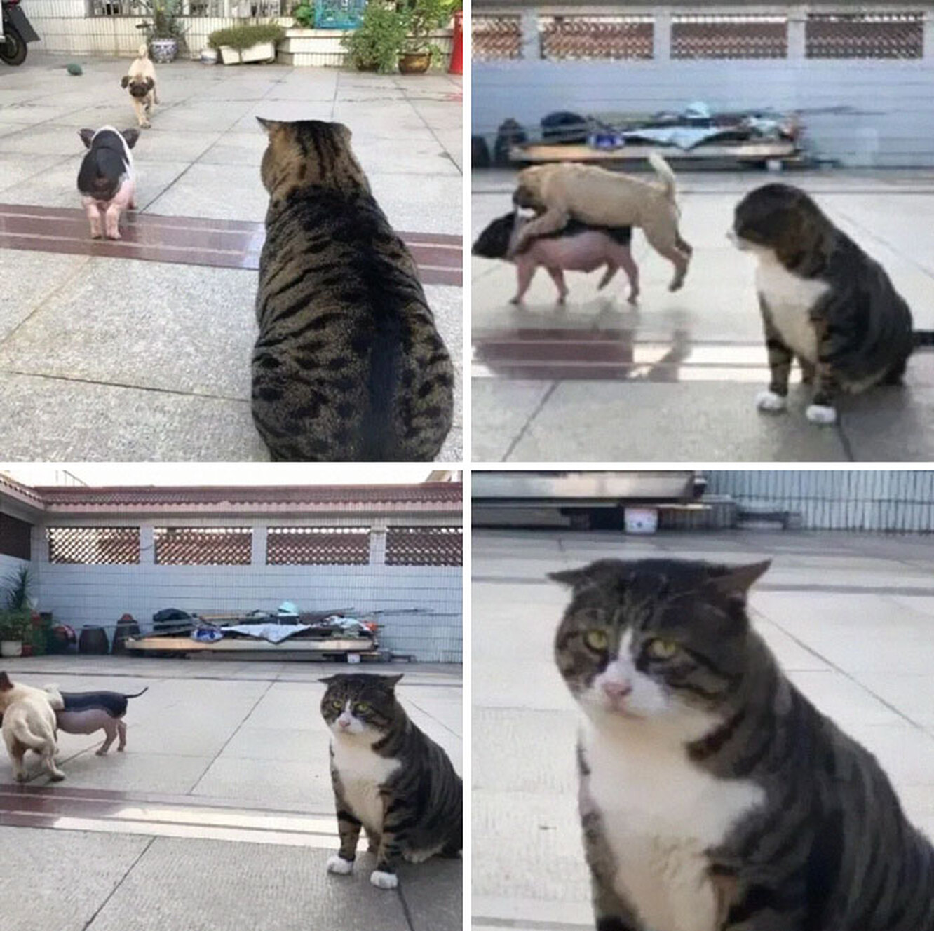 Хозяйственный кот