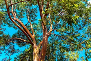 Эвкалиптовое дерево: правила выращивания и ухода в саду