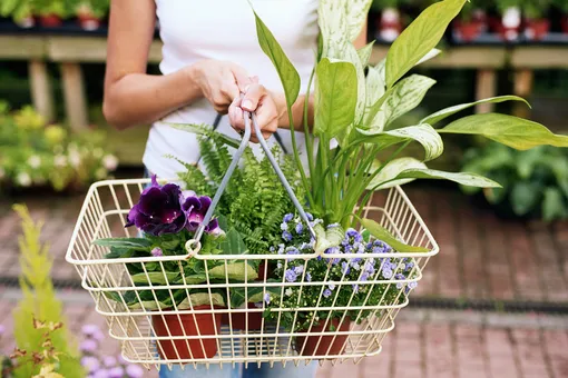 Руководство по покупке растений для дома: полезные советы от «Нового очага»