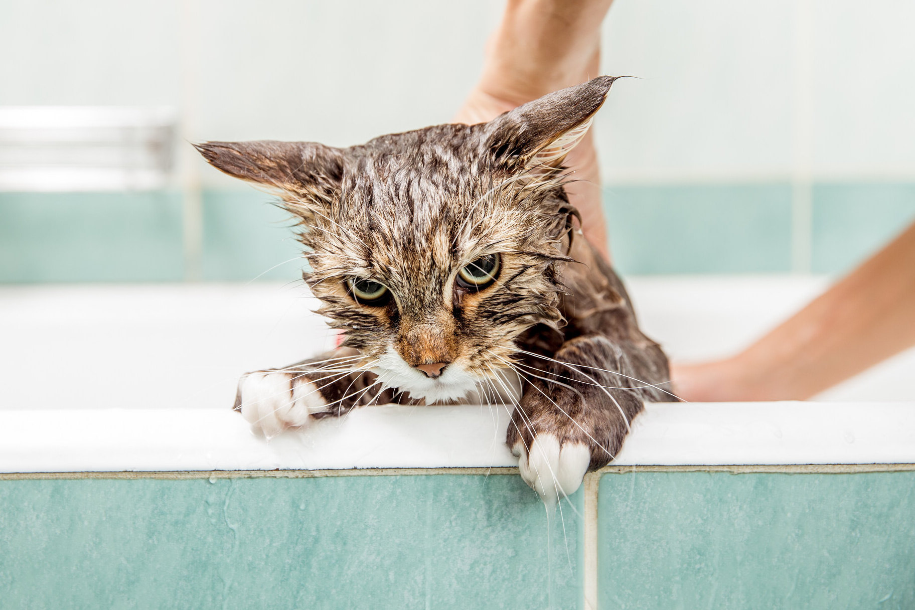 Нужно ли купать кошек, можно ли мыть кошку и как часто надо купать кошку