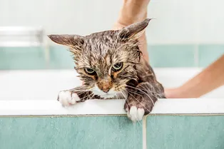 Как часто нужно мыть кошку