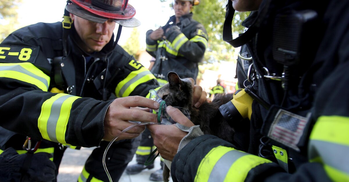 День спасения кошек. Пожарный спас кошку. Спасение пожарными животных. Какой пожарный спас много жизней.