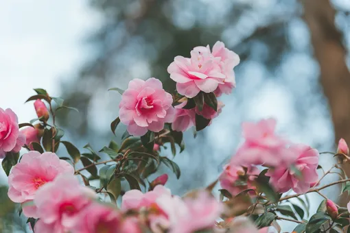 Розовые цветы камелии на кусте
