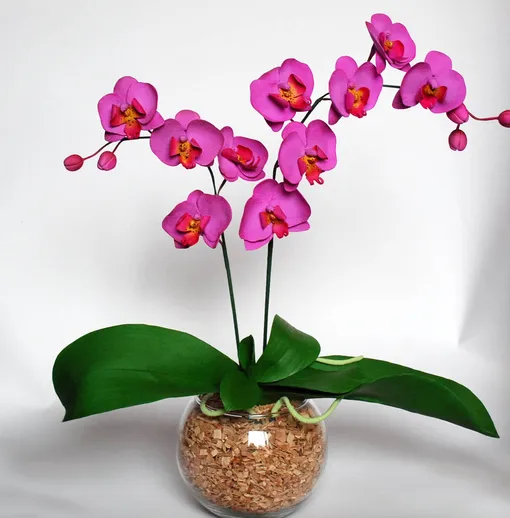 На что обратить внимание при выборе орхидеи фаленопсис