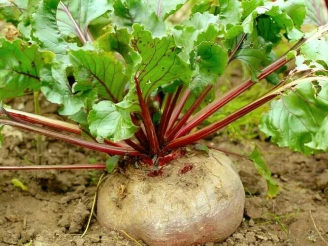 Chcete pěstovat velkou, sladkou a dlouhodobou červenou řepu? Ti, kteří ovládají všechny jemnosti pěstování zeleniny, se budou moci celou příští zimu těšit vitamíny.