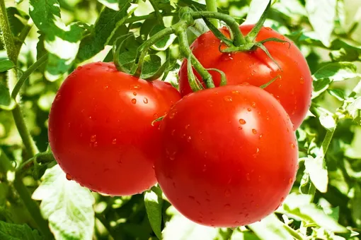 Как собрать и сохранить урожай помидоров: не допустите фатальных ошибок