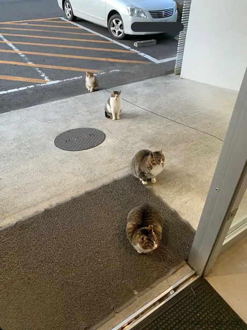 кошки в очереди