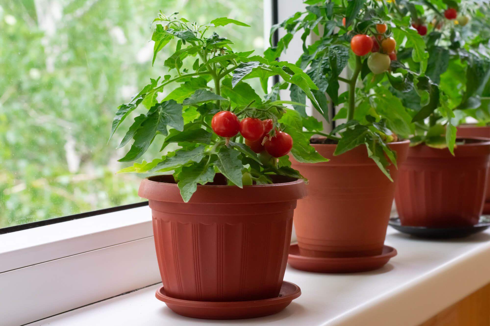 Огород на подоконнике: выращивание томата черри