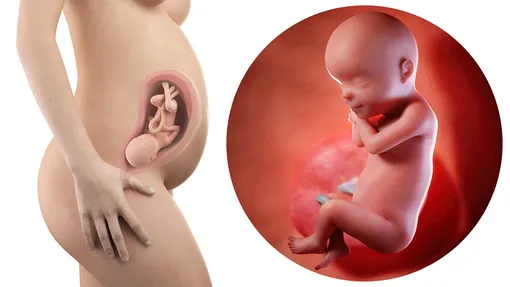 Расположение ребёнка в утробе матери