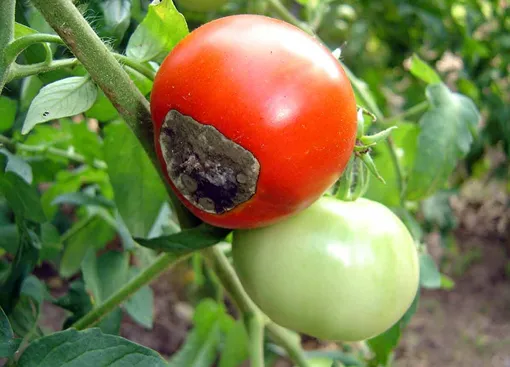Уход за низкорослыми томатами