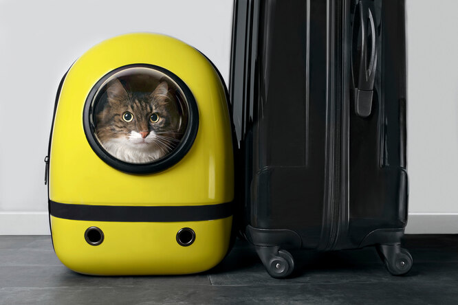 Возьми меня с собой: каких кошек можно брать в путешествия