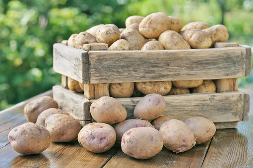 Секреты правильного хранения картофеля