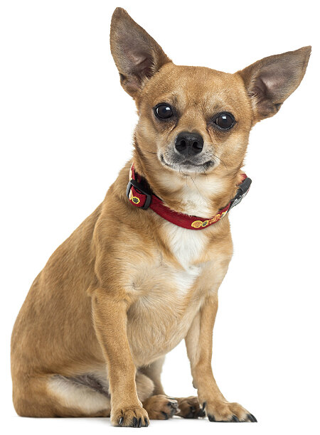 Чихуахуа, самая лучшая порода мелких собак