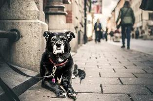 Ждал семь лет: пса наградили бронзовым памятником за преданность