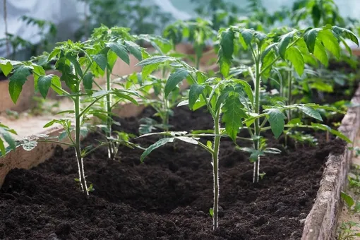 Как правильно вносить удобрения под томаты