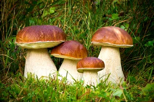 Через сколько дней появляются грибы после дождя: начинайте грибной сезон правильно