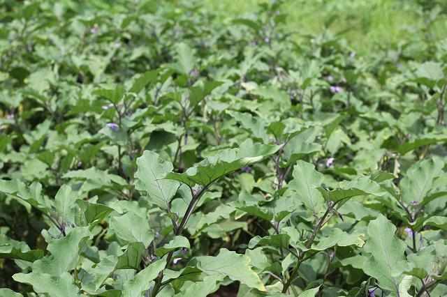 Как вырастить баклажаны в открытом грунте: посадка, выращивание, удобрение и уход