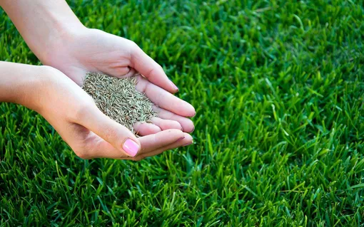 Самоуплотняющаяся трава: практичный выбор для газона