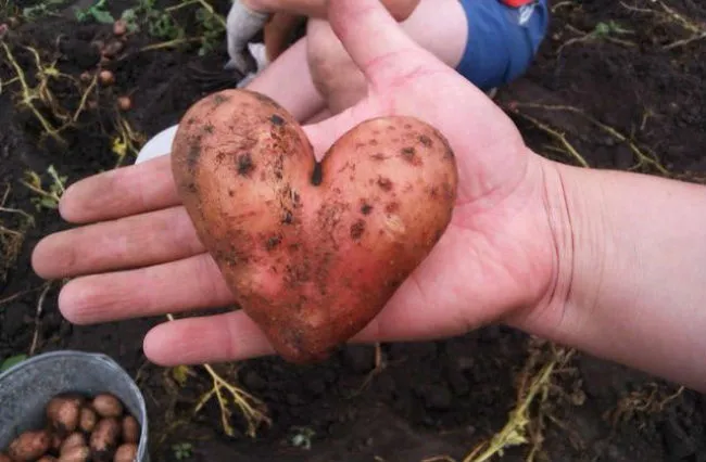 Картошка влюблена
