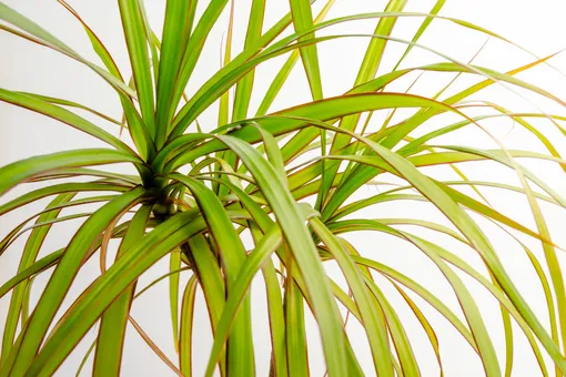 Драцена маргината: неприхотливое комнатное растение — идеальное для начинающих